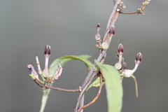 Ceropegia bulbosa var. bulbosa